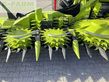 Cabezal - Claas - orbis 900 + transportsystem