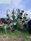 Rastrillo - Krone - swadro 1400
