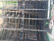 Cosechadora - arrancadora de patata - WM Kartoffeltechnik - wm 8500