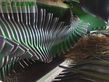 Empacadora gigant - Krone - big pack 1270 xc