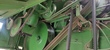 Cosechadora de Cereal - John Deere - 1055