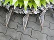 Cosechadora de Cereal - Claas - jaguar 950 inkl. orbis 750