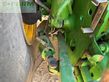 Tractor agrícola - John Deere - 8370r