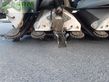 Cabezal - Claas - gebr. maispflücker corio 875fc