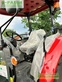 Tractor agrícola - Case IH - farmall 55a