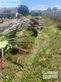 Rastrillo - Claas - liner 1550 twin