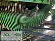 Empacadora gigant - Krone - comprima cv 150 plus (rp801-35)