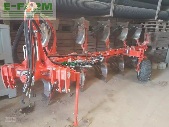 Arado - Maschio - unico m passo 4