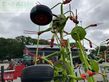 Henificador - Claas - volto 60