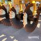 Grada de disco -  - maximulch 3 bc hd 3,00 m