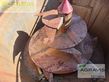 Esparcidor - Strautmann - verti-mix 1251