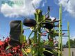 Henificador - Claas - volto 1100