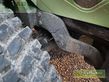 Tractor agrícola - Deutz-Fahr - agroplus 70 s