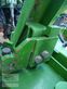 Grada de disco - Amazone - catros 5001-2