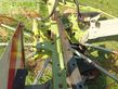 Rastrillo - Claas - liner 650 twin