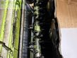 Cortacésped manual - Claas - disco 9200 c auto swather