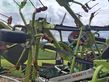 Henificador - Claas - VOLTO 800