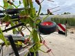 Henificador - Claas - volto 1100, vorgewendeaushebung