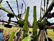 Henificador - Claas - liner 4700 business pro, nur 153 h !