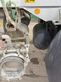 Cisterna - Kotte - garant tav 28 mit jurop-pumpe