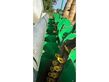 Cosechadora - arrancadora de patata - Agronomic - rbs th