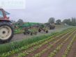 Rastrillo - Deutz-Fahr - wurmschwader
