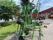 Henificador - Krone - kw 8.82
