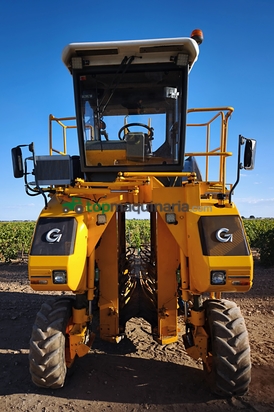 Vendimiadora - Grégoire - G70