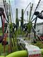 Rastrillo - Claas - liner 2800