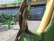Cortacésped manual - Krone - krone easycut r 320
