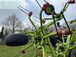 Henificador - Claas - volto 770