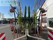 Rastrillo - Claas - liner 4000