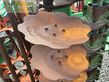 Grada de disco - Amazone - catros 5002-2