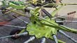 Rastrillo - Claas - liner 880
