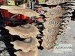 Grada de disco - Kuhn - optimer 503 r