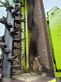 Cortacésped manual - Claas - disco 8550 c plus