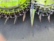 Cabezal - Claas - orbis 750 top zustand