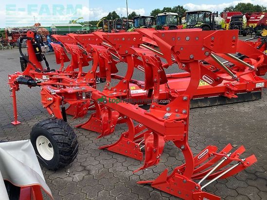 Arado - Maschio - unico m passo 4