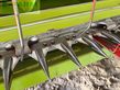 Cosechadora de Cereal - Claas - lexion 780 tt *allrad* + v1230