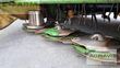 Cortacésped manual - Krone - easycut b 870 cv collect