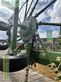Rastrillo - Krone - swadro ts 620 twin