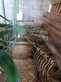 Rastrillo Hilerador Krone Swadro 46