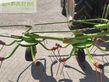 Henificador - Claas - volto 64