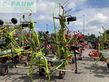 Henificador - Claas - volto 700