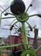 Henificador - Claas - volto 670 h