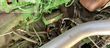 Cosechadora de Cereal - John Deere - 8600