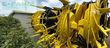 Cabezal - John Deere - 490 Pro