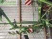 Henificador - Krone - USED 7.82