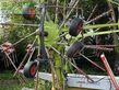 Henificador - Claas - USED LINER 3600