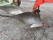 Arado - Kuhn - varimaster 152 5schar